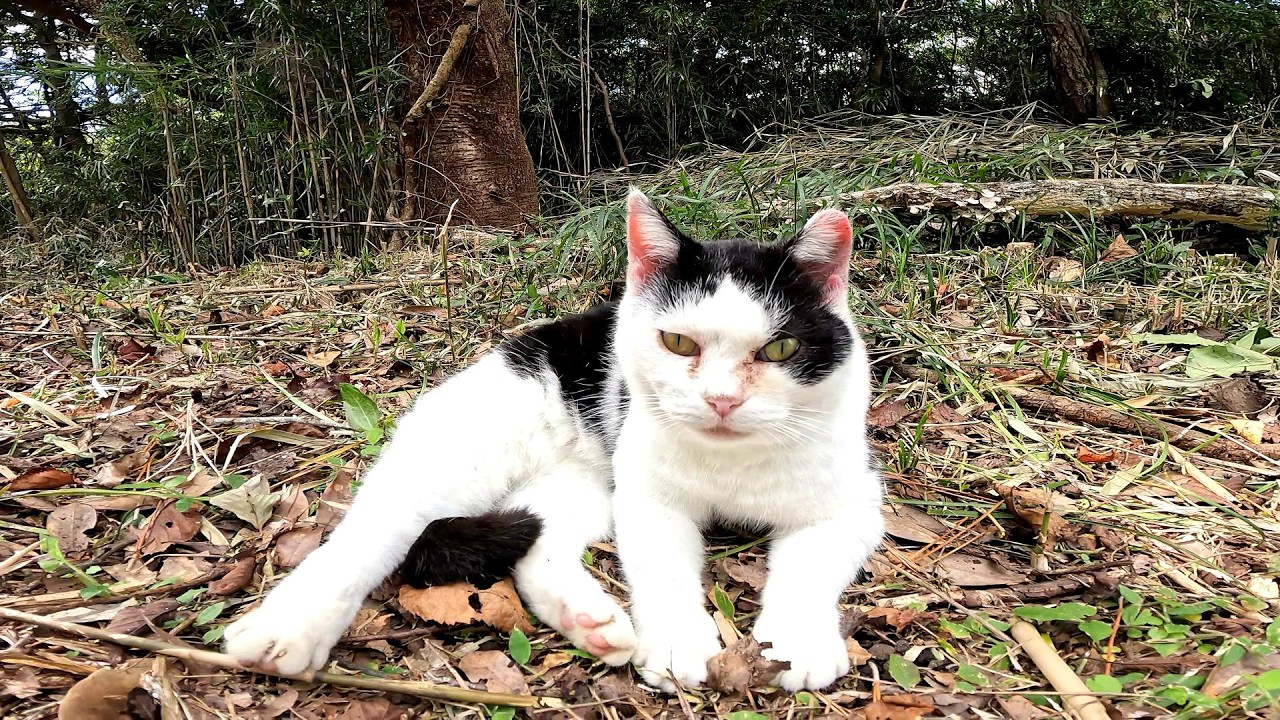【田代島】【猫島】道端にいたボッチ猫