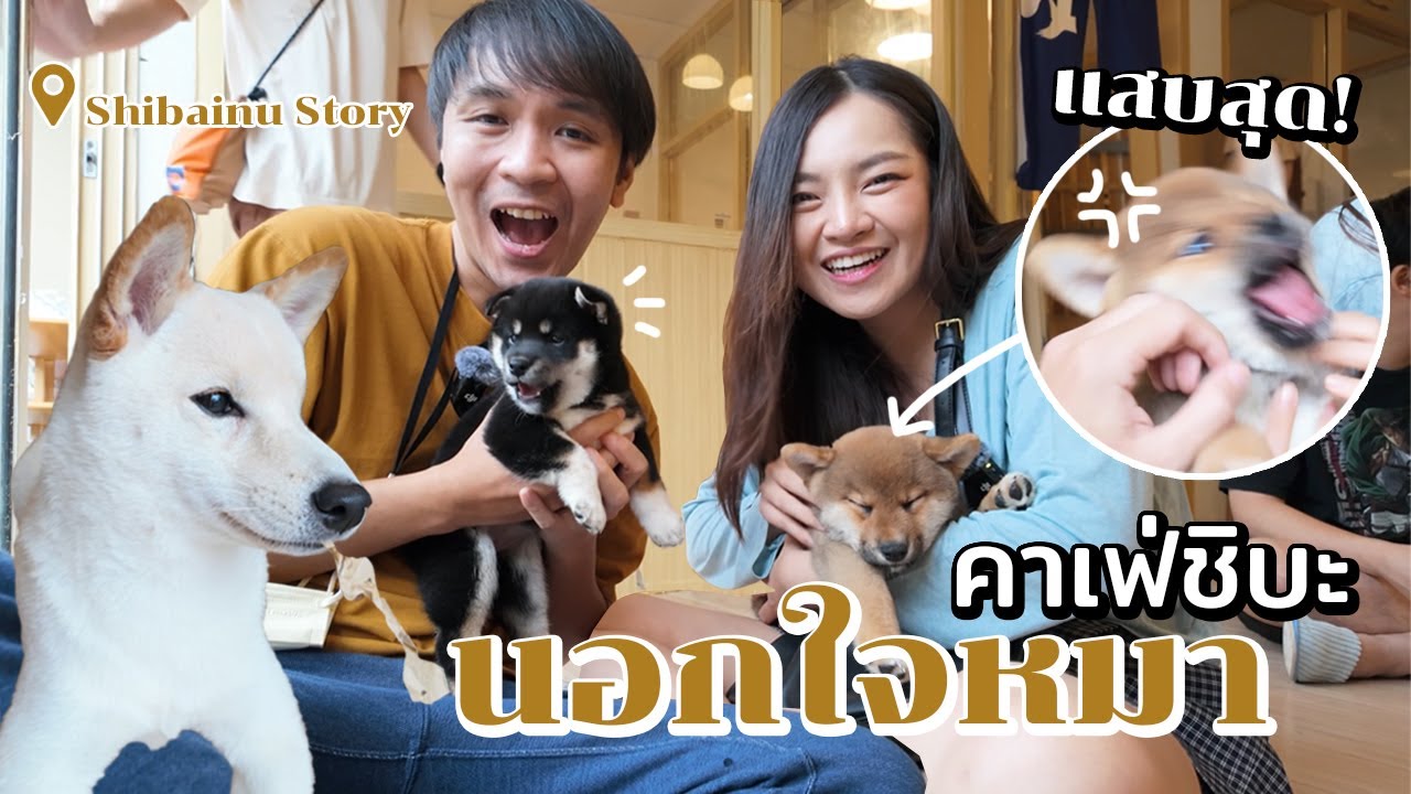 นอกใจหมา! คาเฟ่ชิบะ หมาแสบที่สุดตั้งแต่เคยไปมา!