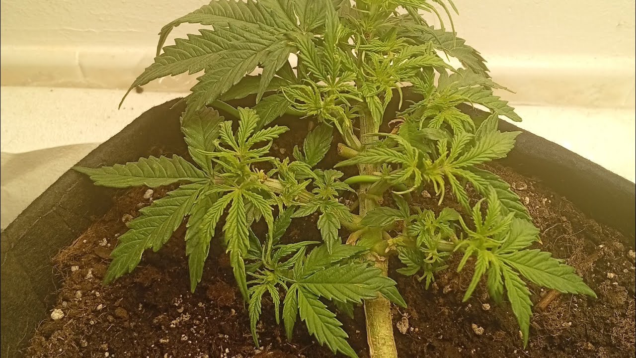Lst autofloraison 