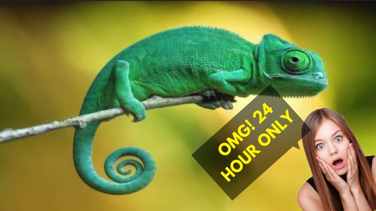 Top 10 Shortest Lifespan Animal in The World