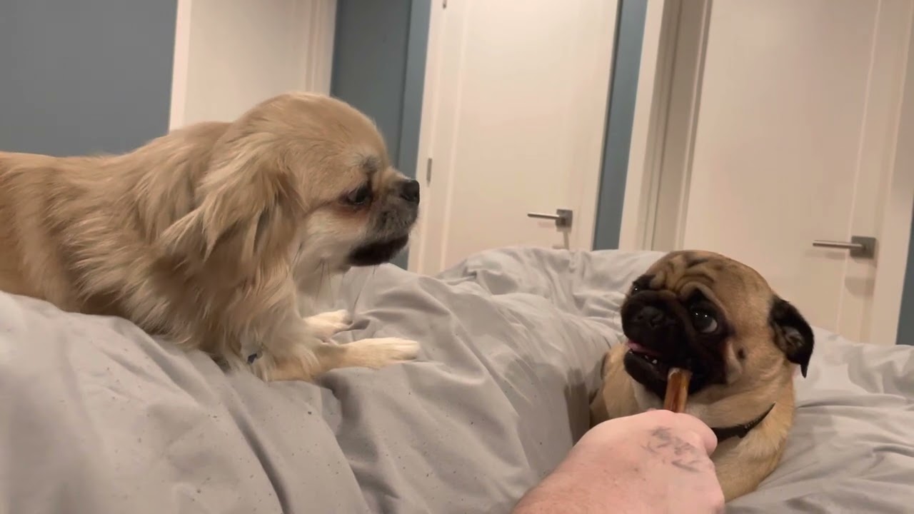 Tibetan Spaniel and Pug - Grumble time