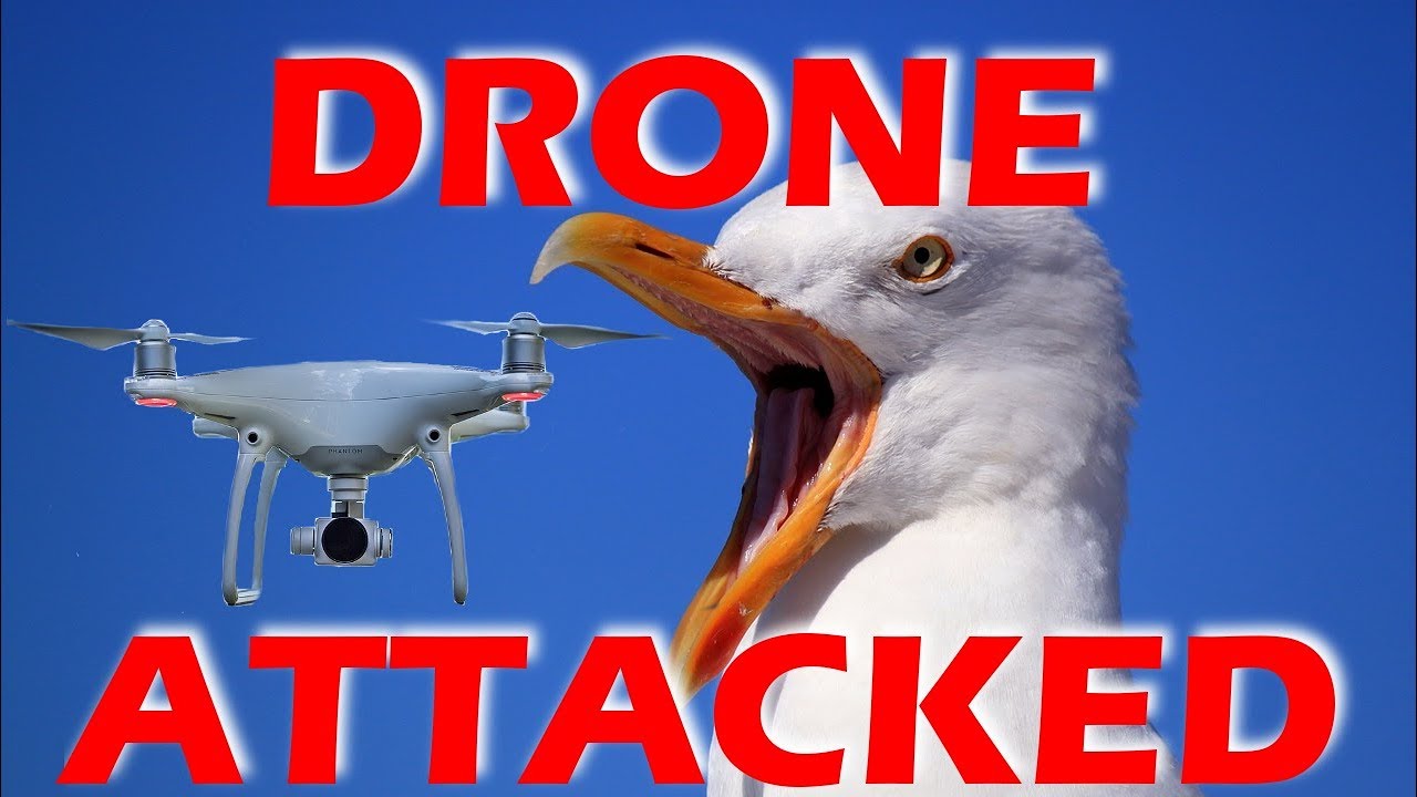 DRONE ATTACKED!  -  Sailing Doodles