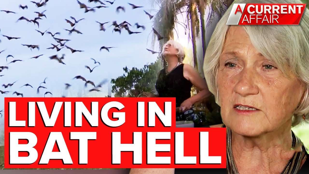 Thousands of bats turn idyllic town into 'war zone' | A Current Affair