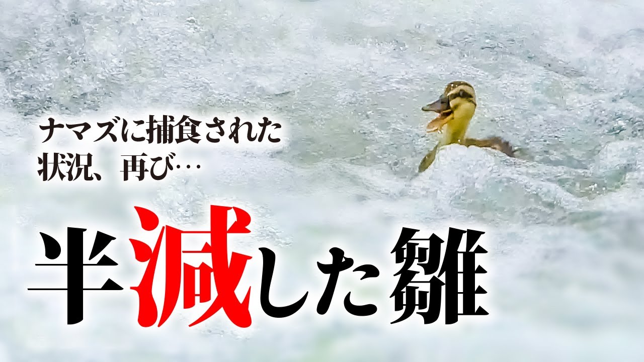 0607C③【雛がまた登れない】魚に捕食されたカルガモ親子…数も半分に／悲劇の段差再び