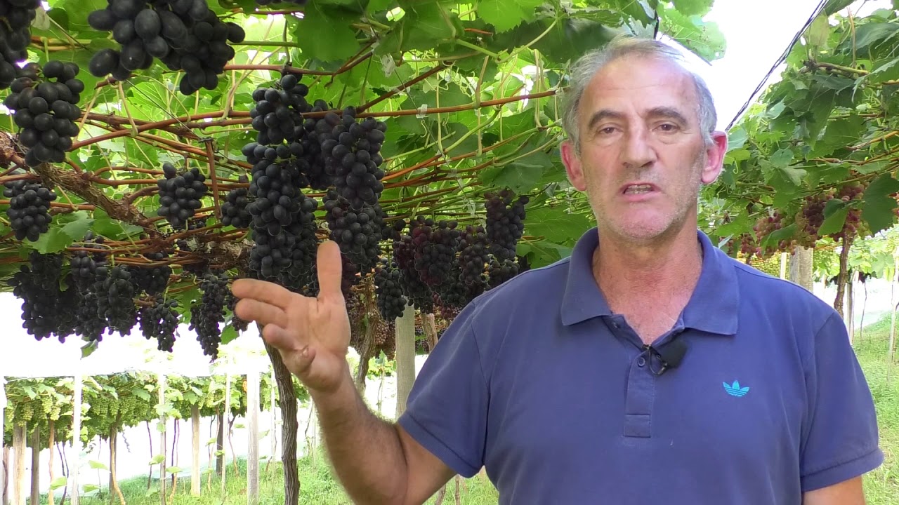Manejo da BRS Vit&oacute;ria para Serra Ga&uacute;cha - Cultivar de uva de mesa da Embrapa