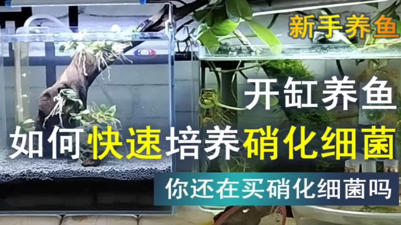 你还在买硝化细菌吗，告诉你开缸怎么快速培养硝化细菌