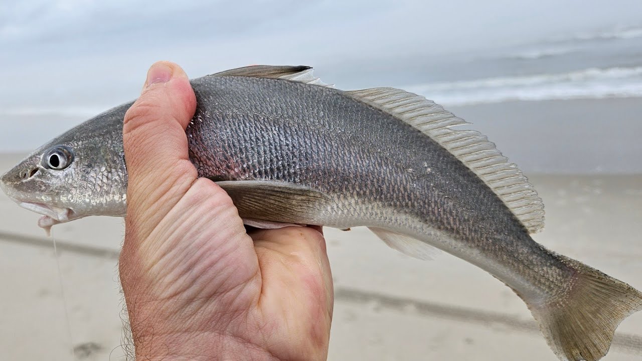 CATCH MORE KINGFISH, OCNJ Jersey Shore Surf Fishing Tips