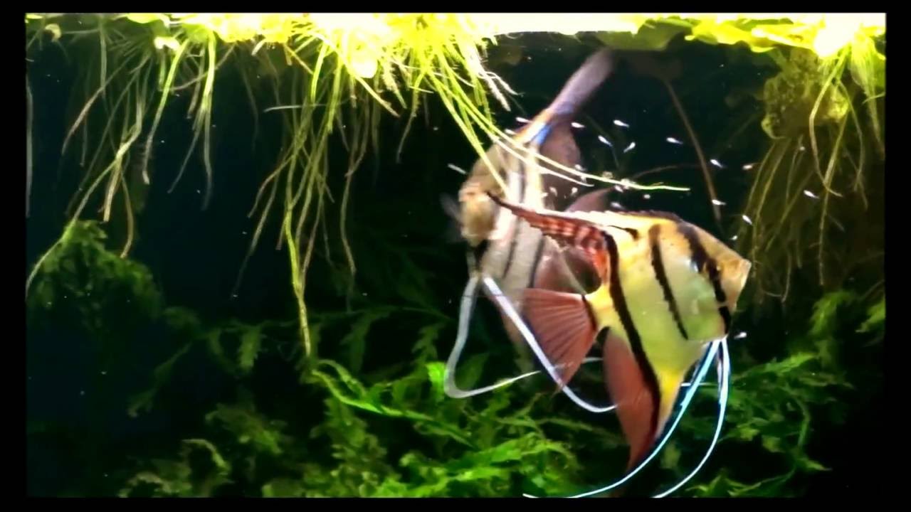 Pterophyllum scalare Rio Nanay