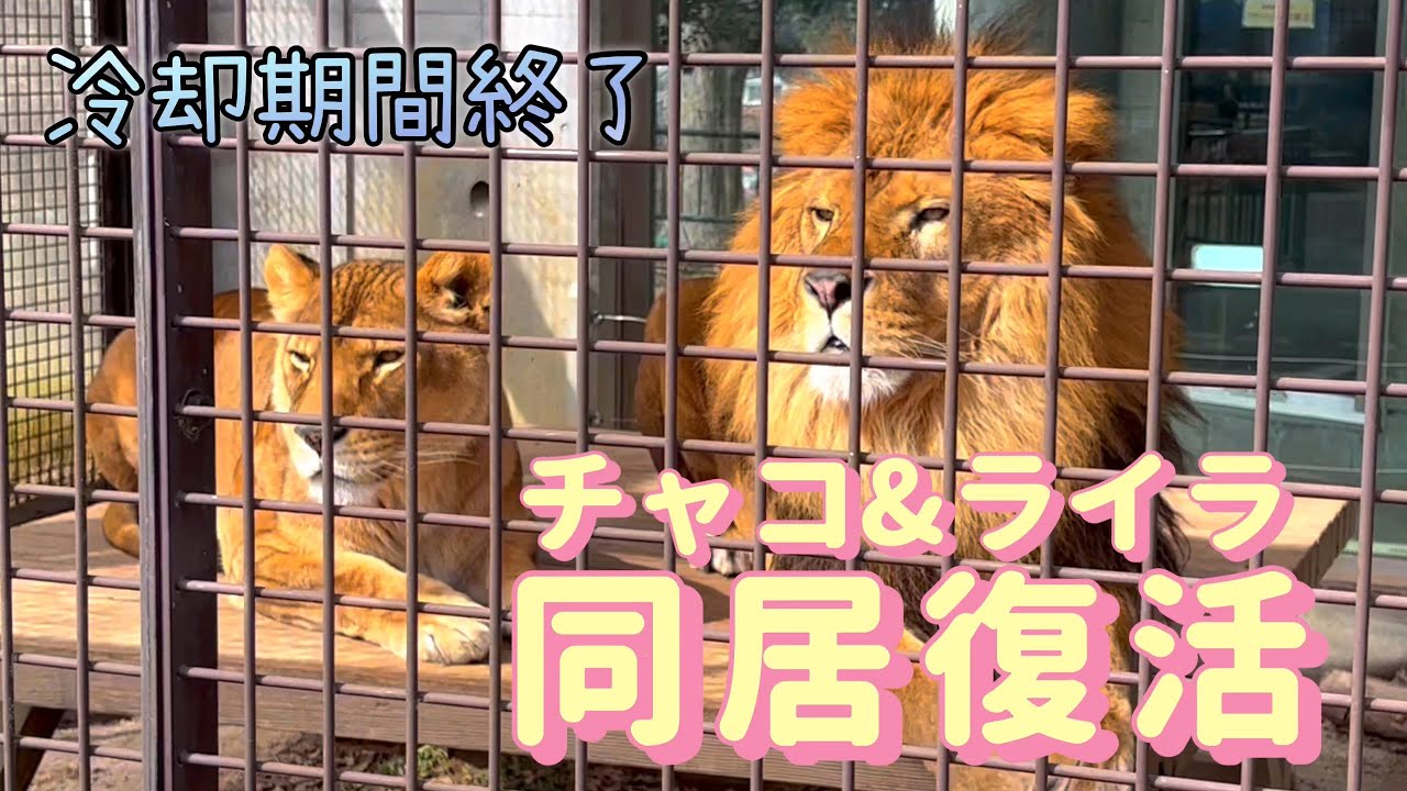 【ライオン】チャコ&ライラ 同居復活