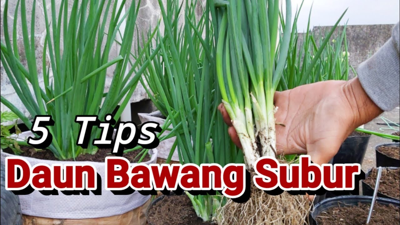 Cara Sederhana Menanam Daun Bawang||ANTI GAGAL