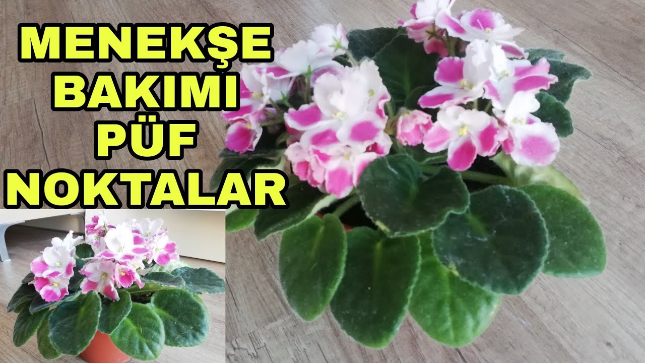Menekşe bakımı nasıl yapılır?