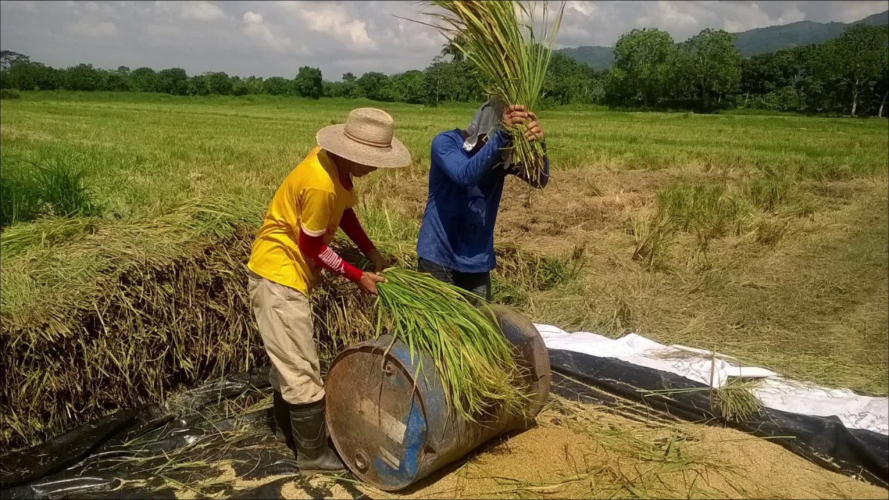 DOCUMENTAL SEMILLAS DE ORO ARROZ PROGRESO 2017 VERSION TELEPROGRESO