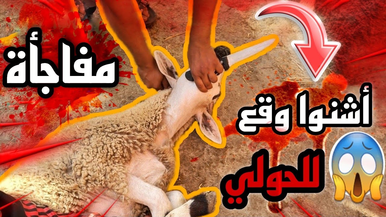 أخيرا عمر شرا الحولي لي تخاطرنا باش ندبحوه و شوفوا أشنوا وقع لينا ف أخير كولشي تصدم😱الله أدير ليخر😔
