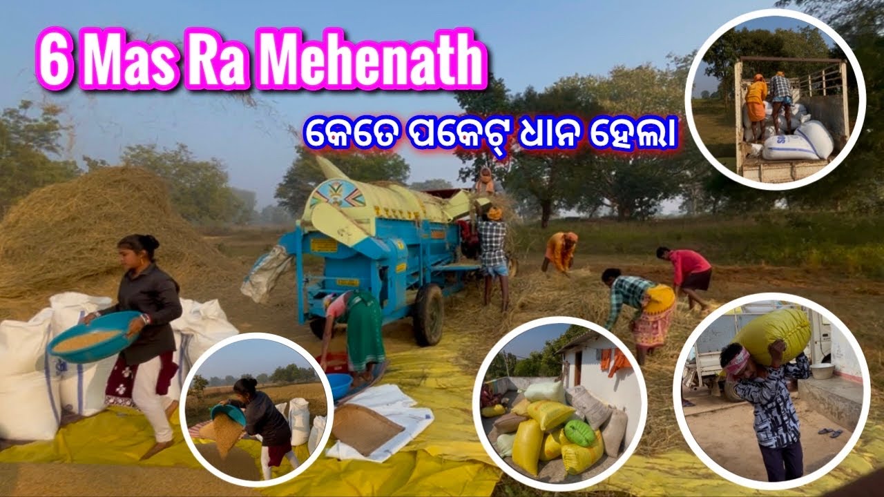 6 Mas Ra Mehenath କେତେ ପକେଟ୍ ଧାନ ହେଲା // Sambalpuri Vlog Video // LB Vlogs 