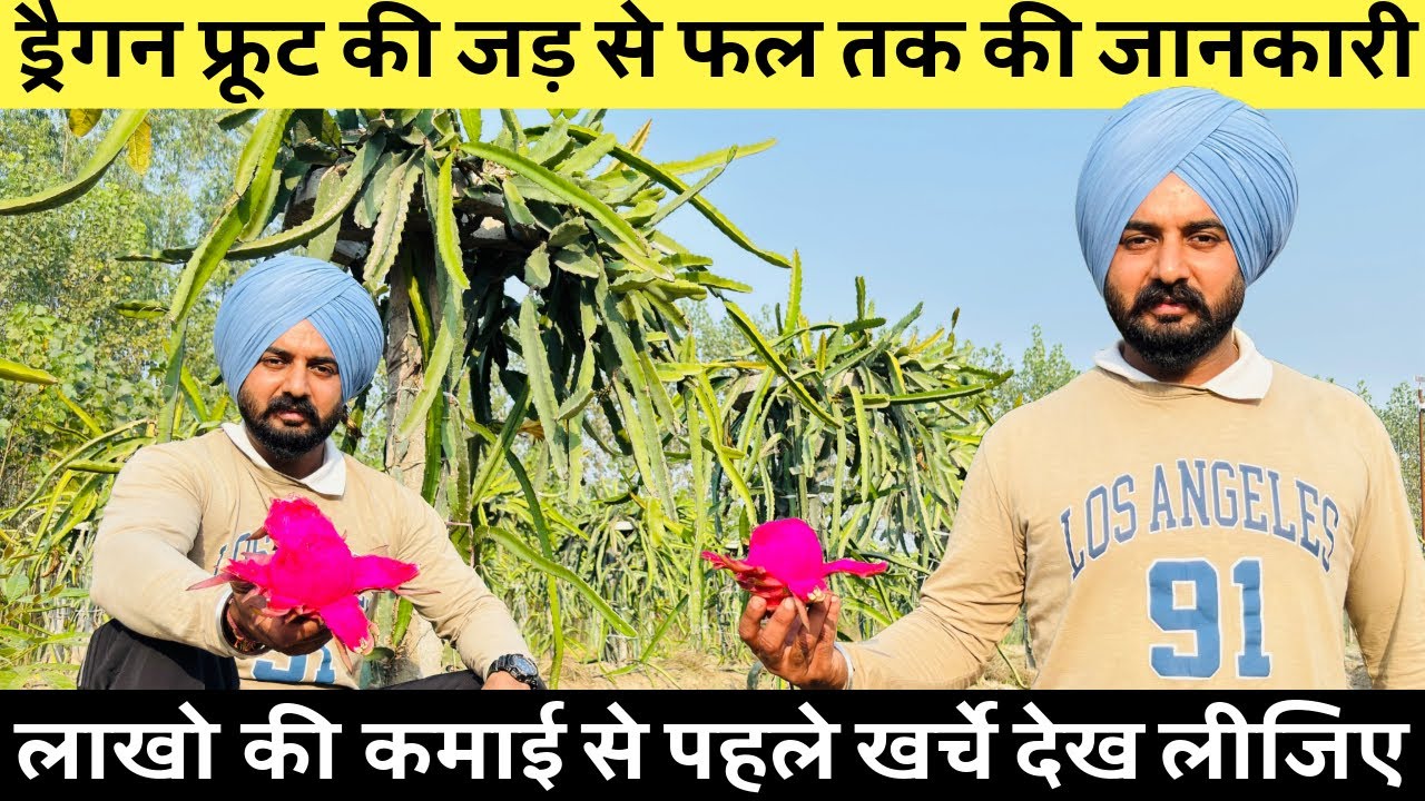 ड्रैगन फ्रूट की खेती फायदेमंद या नहीं, सरदार जी से सुनिए #dragonfruit