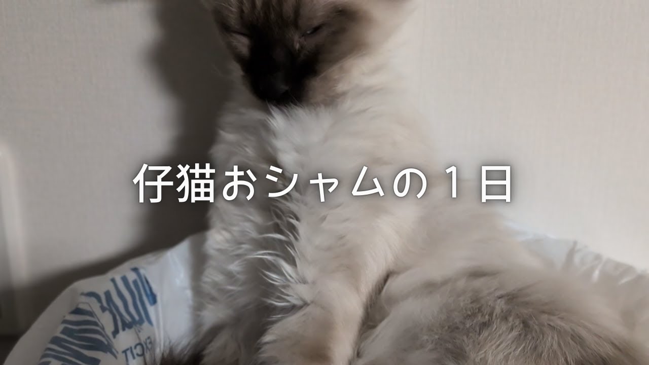 おシャムの１日撮影してみた