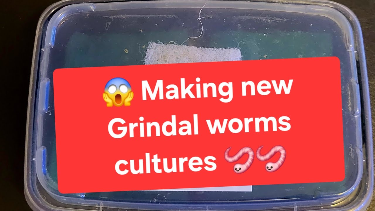 😳😲💯Unlimited live food: How To Split Grindal Worms Forever 🐟🐠#grindalworms #fishkeepinghobby #food 