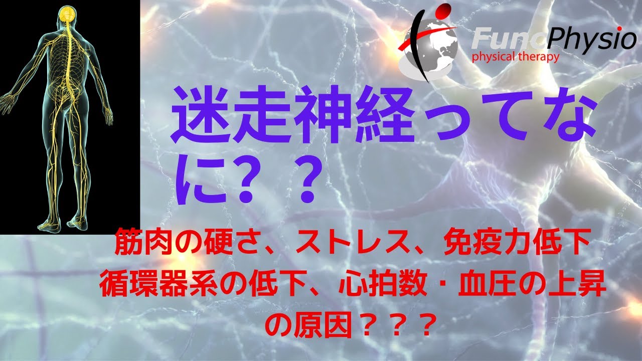 【NY発】迷走神経と機能障害：免疫力の低下につながる？？