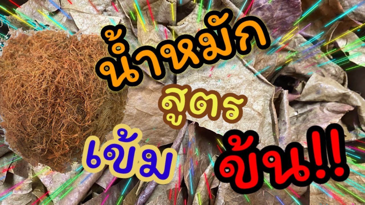 #น้ำหมัก #ใบหูกวาง  วิธีทำ “น้ำหมัก” เลี้ยงปลากัด !!!