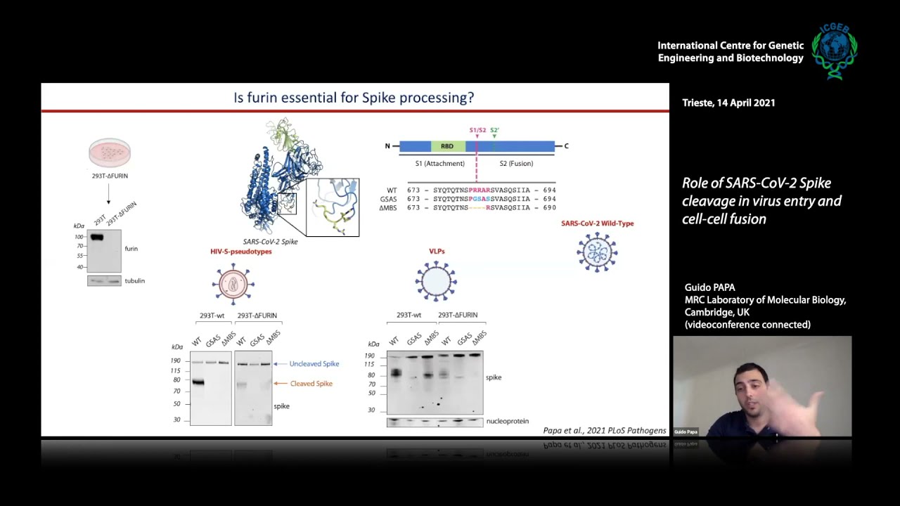 G. Papa - Role of SARS-CoV-2 Spike cleavage in virus entry and cell-cell fusion