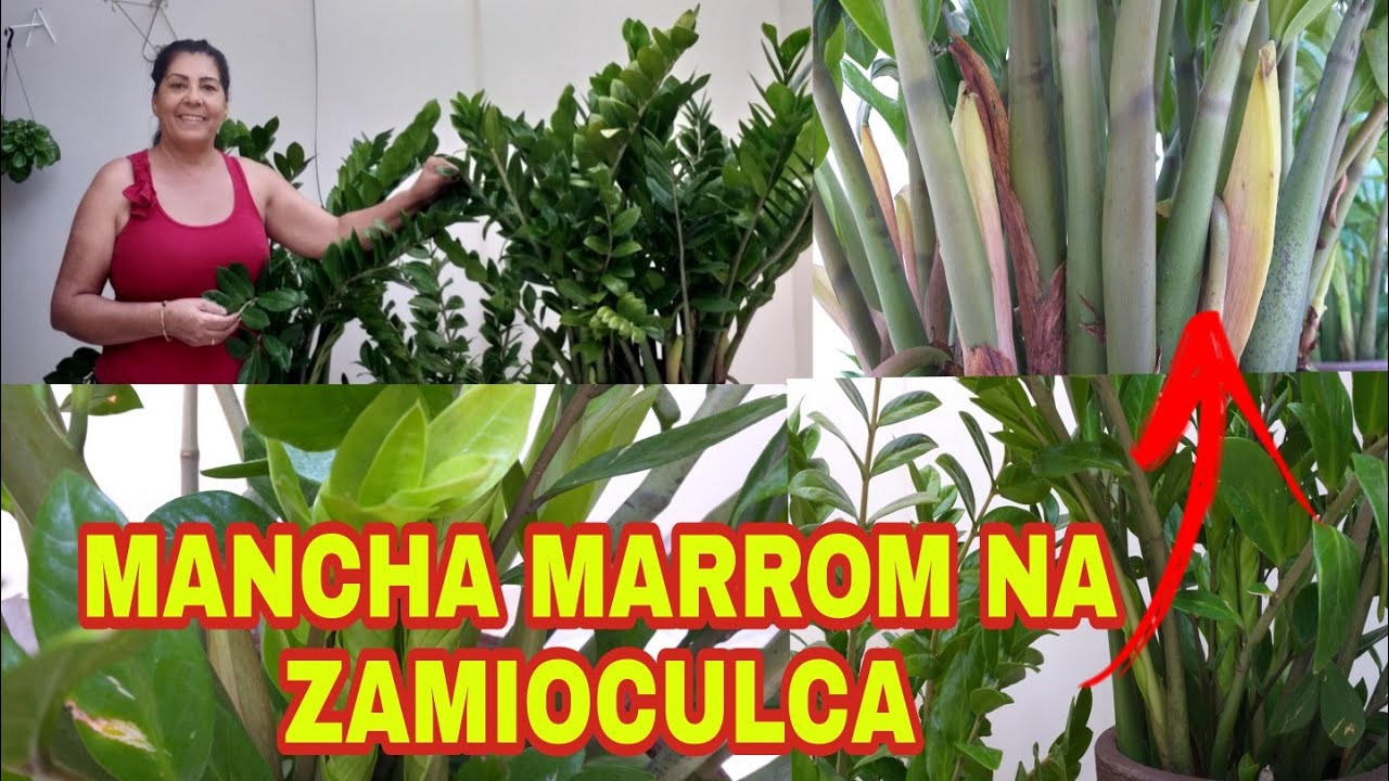 MANCHA ESCURA NA ZAMIOCULCA🌿QUE TRISTE  | É GRAVE?