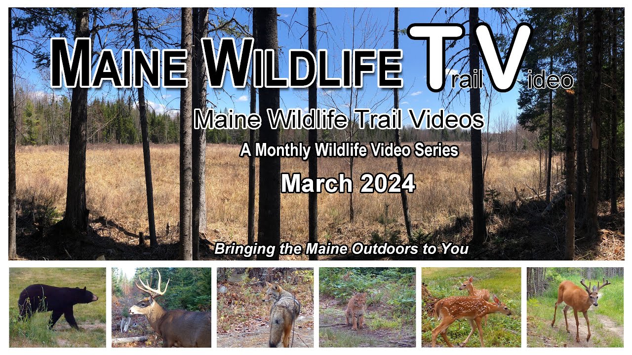 Maine Deer Herd/Doe Grunting/Otter/Bobcat/Coyote/Beaver