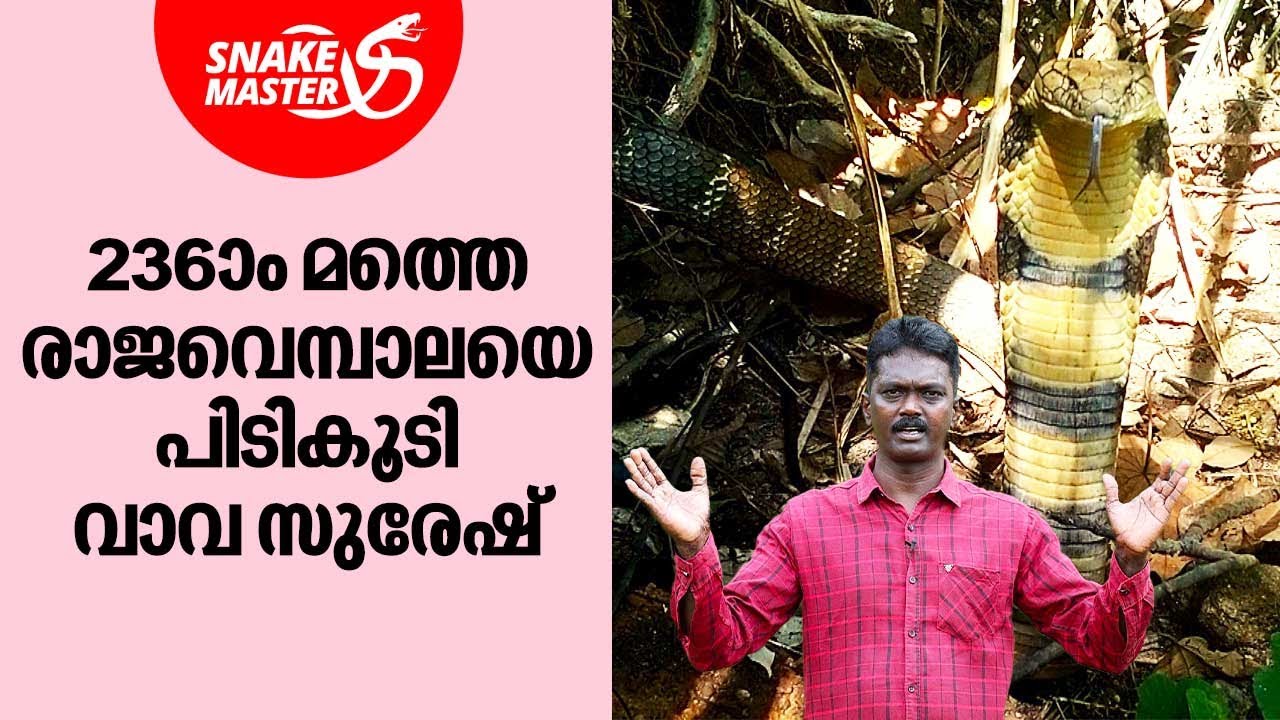 പതിമൂന്ന് അടി നീളമുള്ള രാജവെമ്പാലയെ പിടികൂടി | Vava Suresh | Snakemaster EP 967