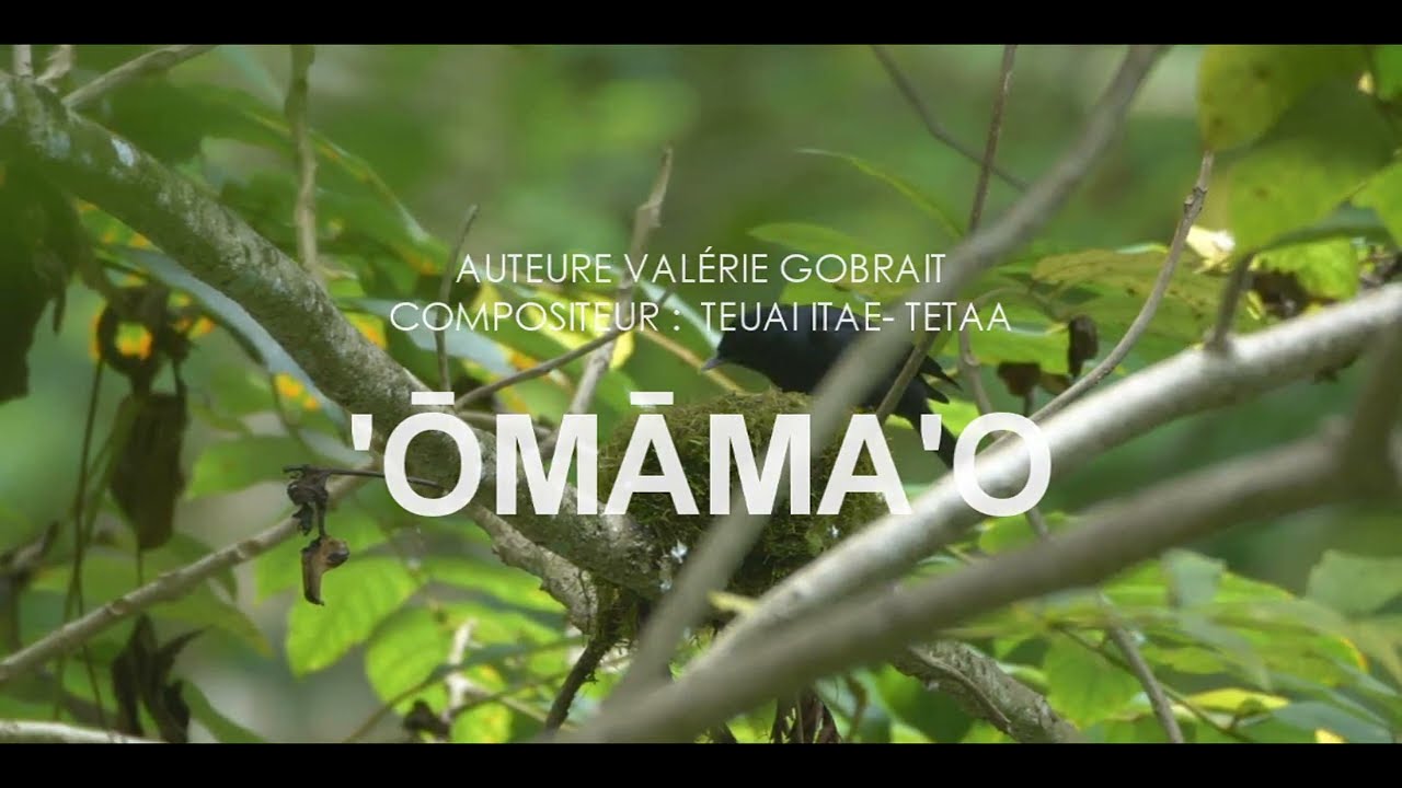 O MAMAO - WILTON ITAE - APARIMA ( MONARCA DE TAHITI ) #aparima LEE LA DESCRIPCION