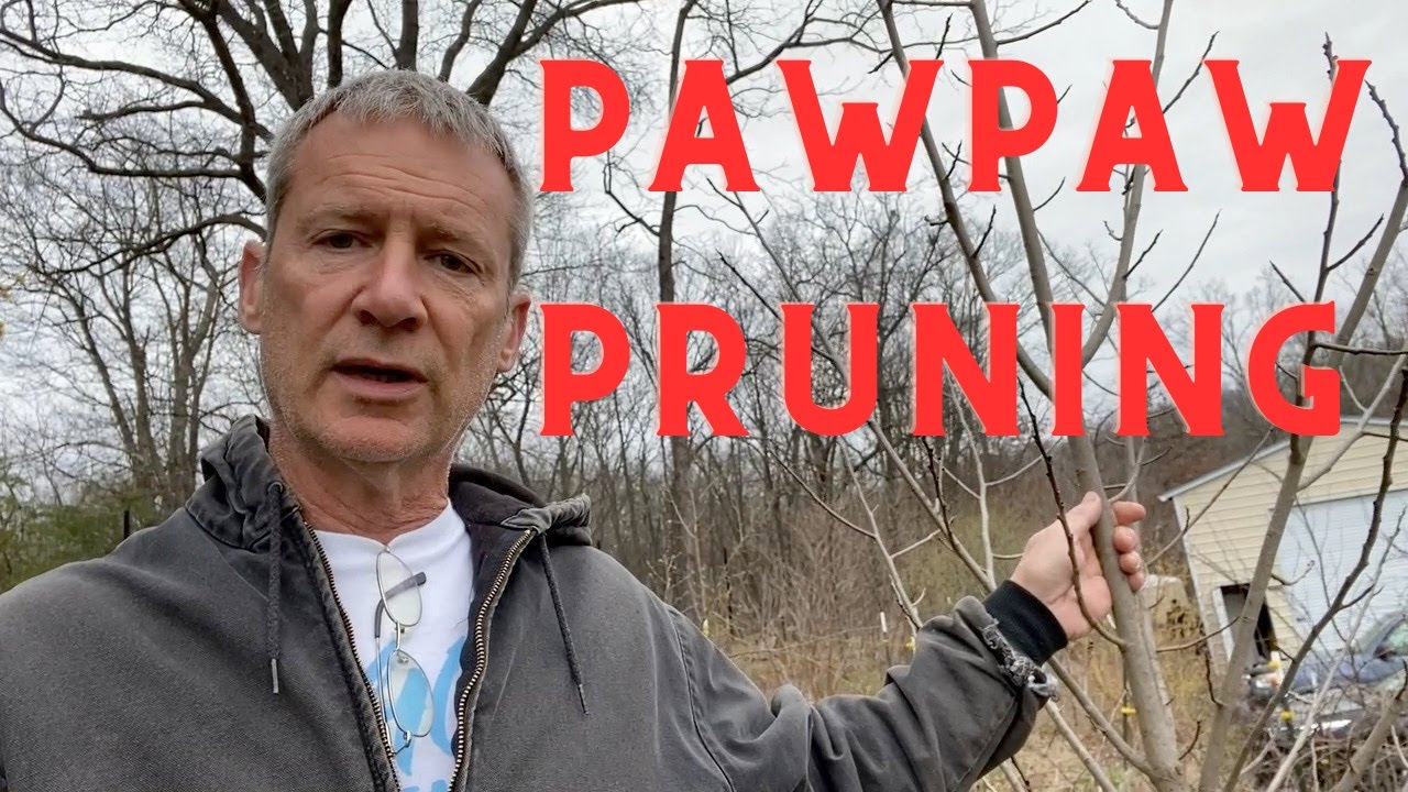 8 Examples of How to Prune Pawpaw Trees
