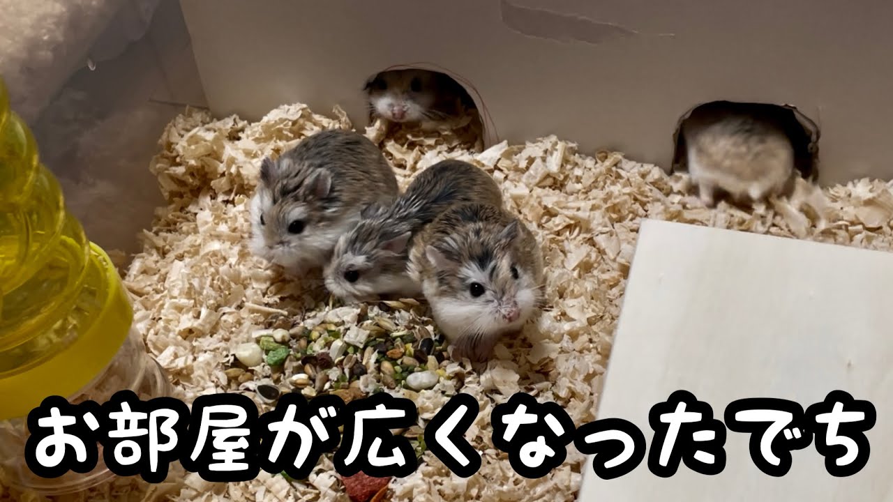 衣装ケースでハムスターのお部屋を拡張！前編【ロボロフスキー】