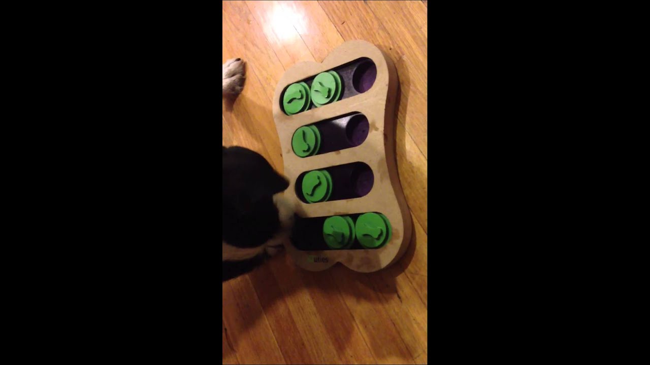Puppy playing with dog activity IQuties