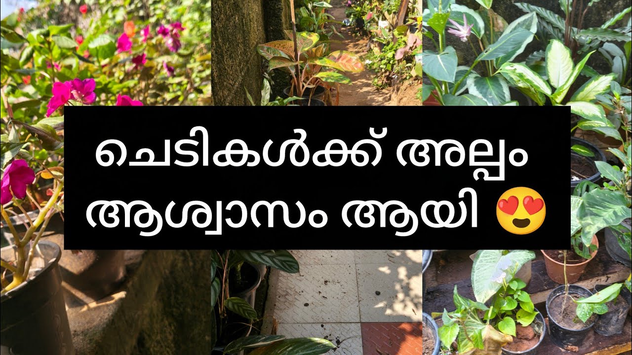 കുറച്ചു സ്ഥലത്തിൽ ഒത്തിരി ചെടികൾ 😍#ഇന്ന് കുറച്ചു ചെടികളെ ഒന്ന് മാറ്റമെന്നു വിചാരിച്ചു 👍