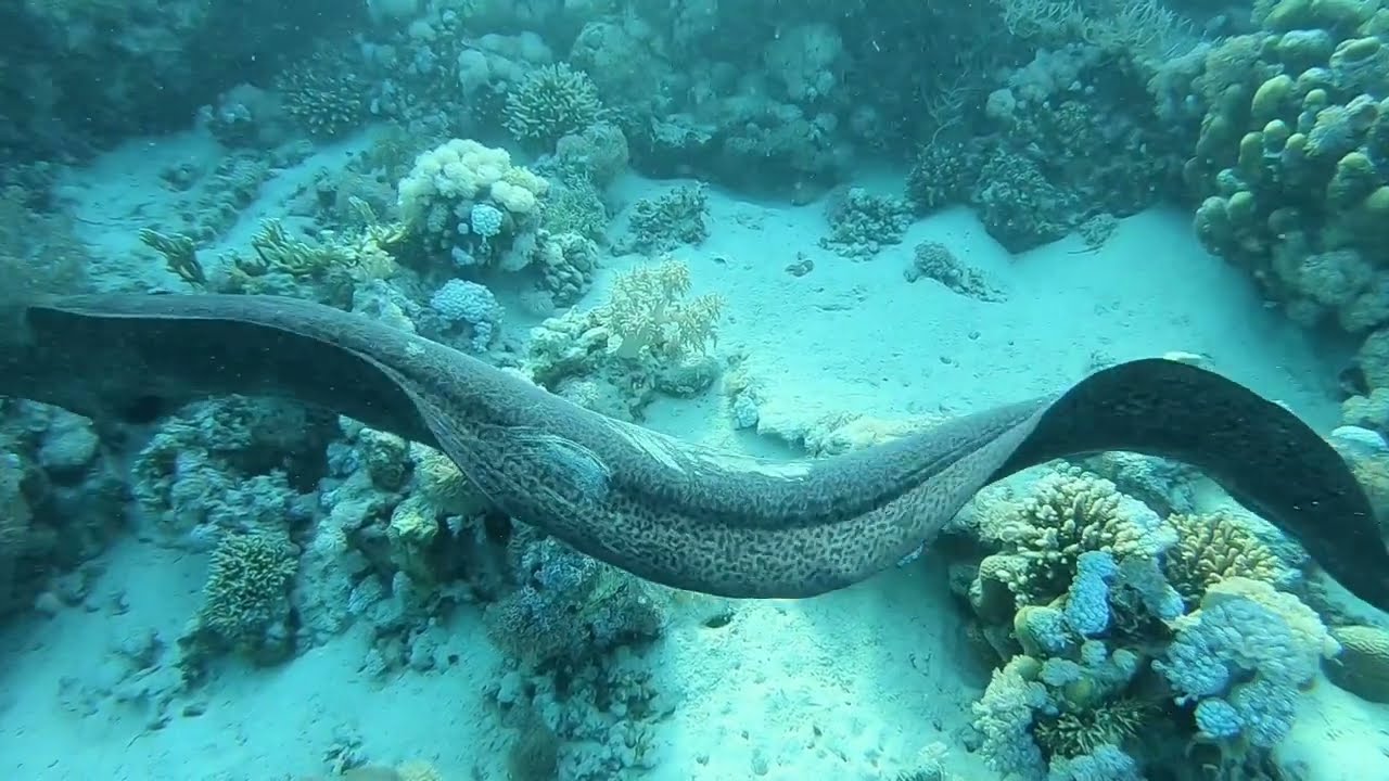 Marsa Shagra intégral 2022