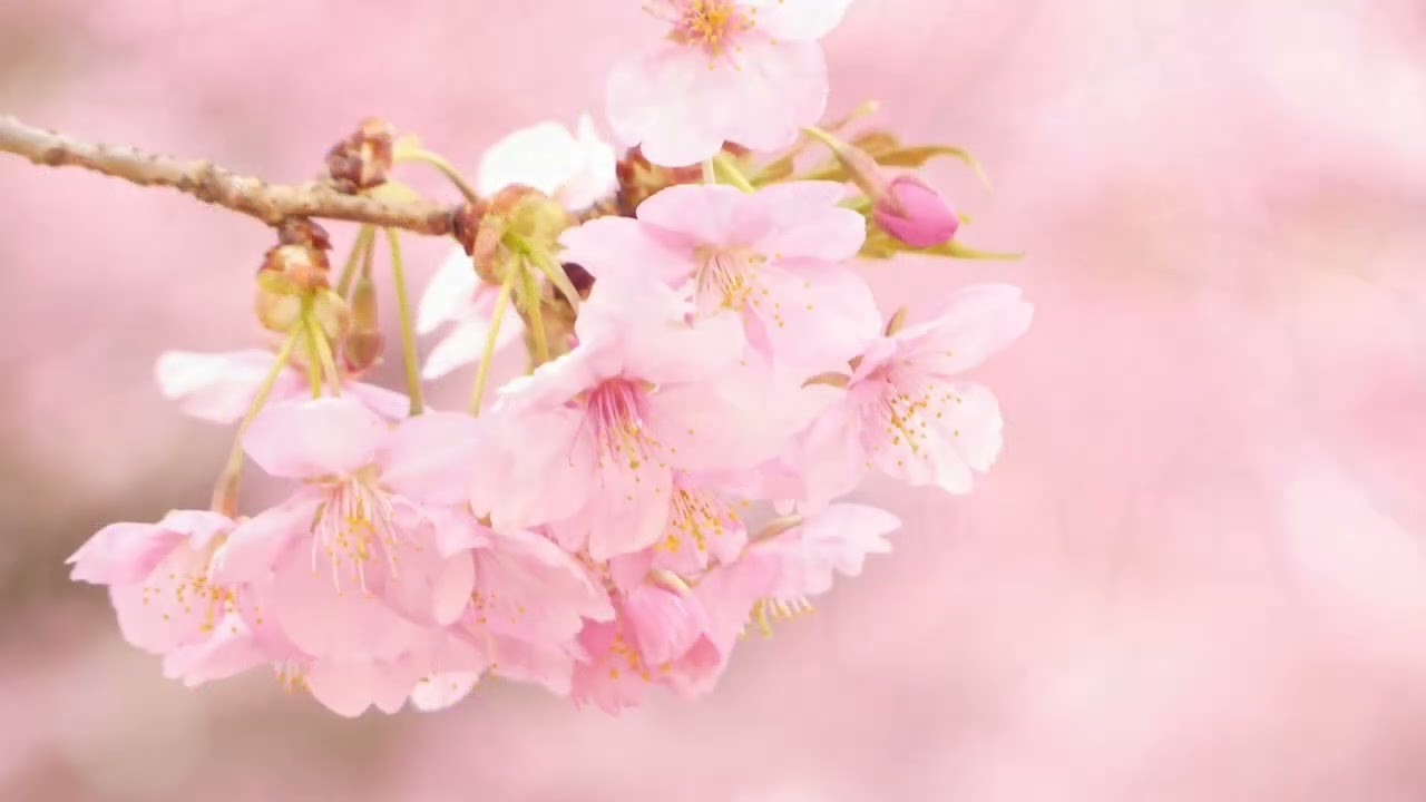 伊勢崎市みらい公園の河津桜2025