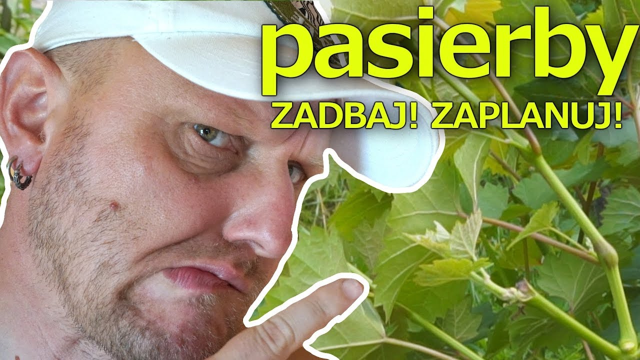 PASIERBY, czyli zadbaj i zaplanuj, zanim... | WINNICA
