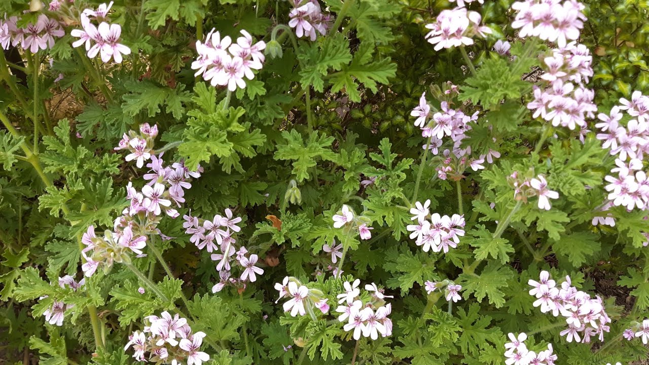 Pelargonium graveolens - Rose Scented Geranium care