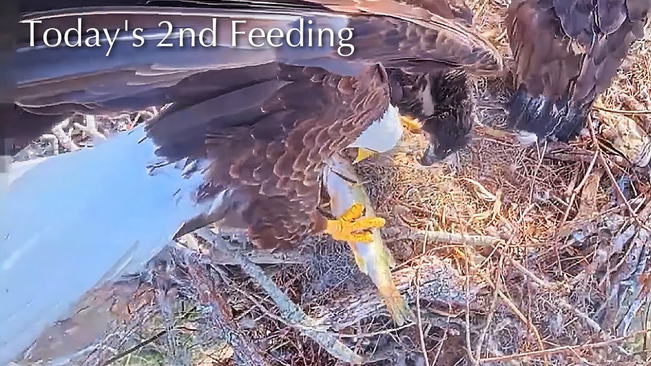#384🦅Brutus🐥56° & Peanut🐥51°／Winter Park Eagle Nest 2026／Against All Odds:One-Eyed Mom／Wink💗Atlas