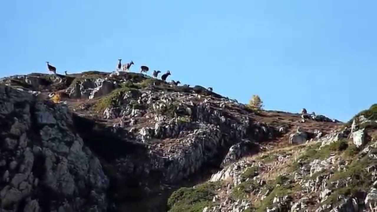 Mouflons - Chalets de Clapeyto- Parc Régional du Queyras