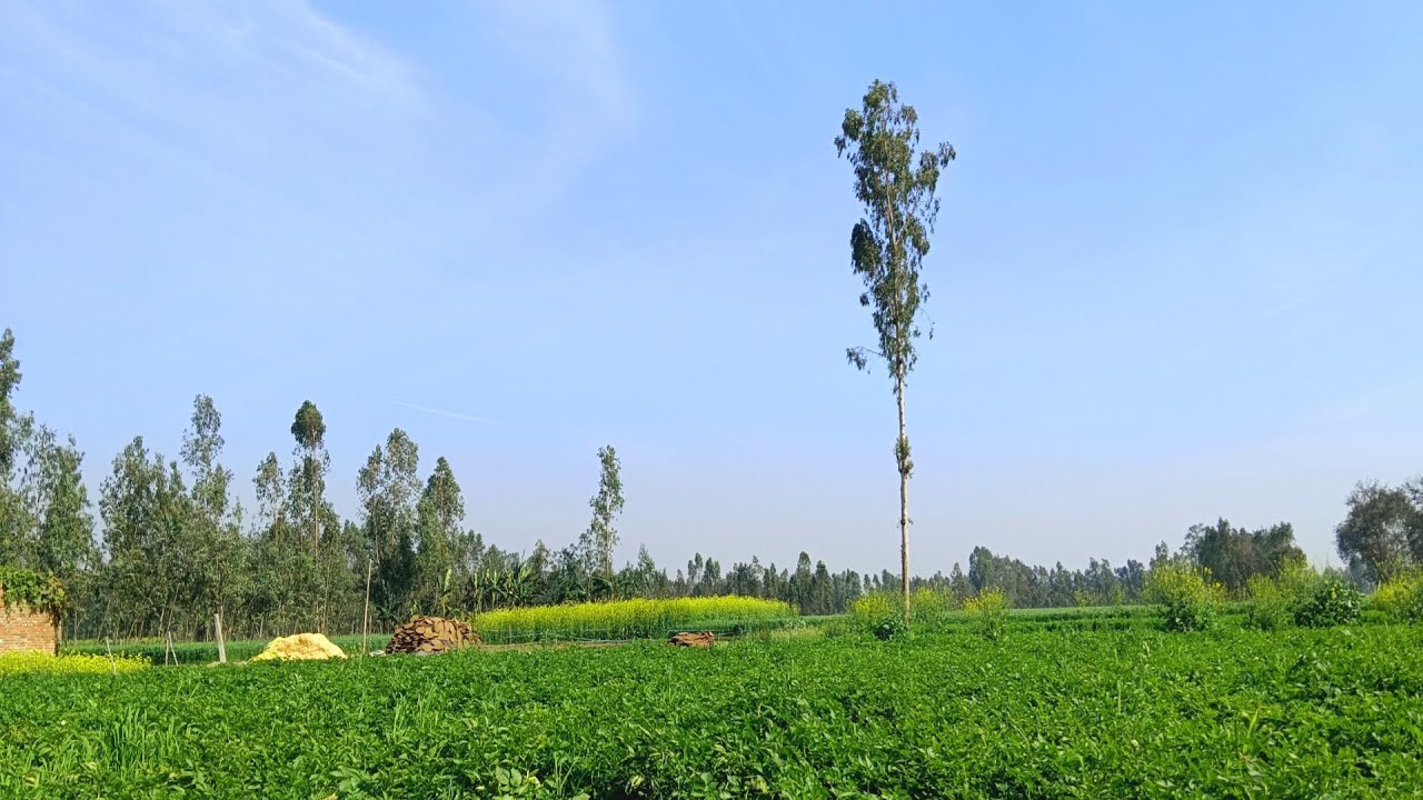  Green Fields of India | Relaxing Village Farming  #fieldsview#naturevideo#villageLife #greenfields