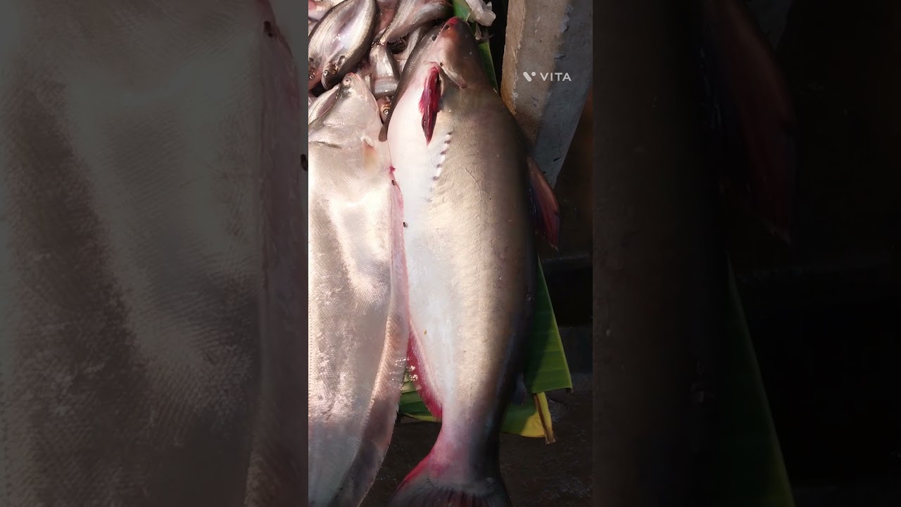 Large pangus fish.#shortsvideo #animalshorts #youtubeshorts #shortfeed #fishing #viral #trend