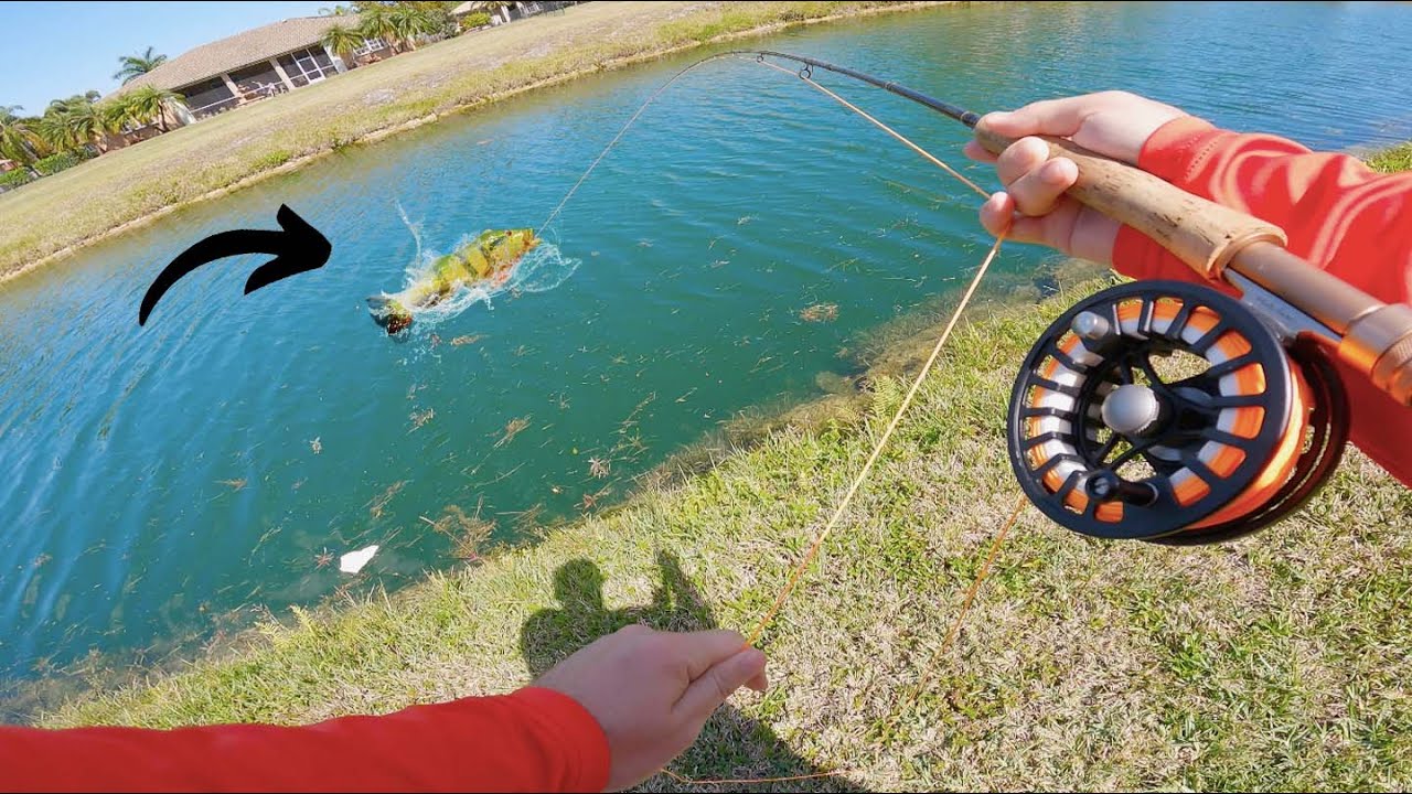 Fly Fishing for Peacock Bass in Miami Urban Canals (Personal Best)