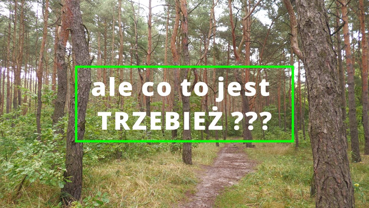 Co to jest trzebież?