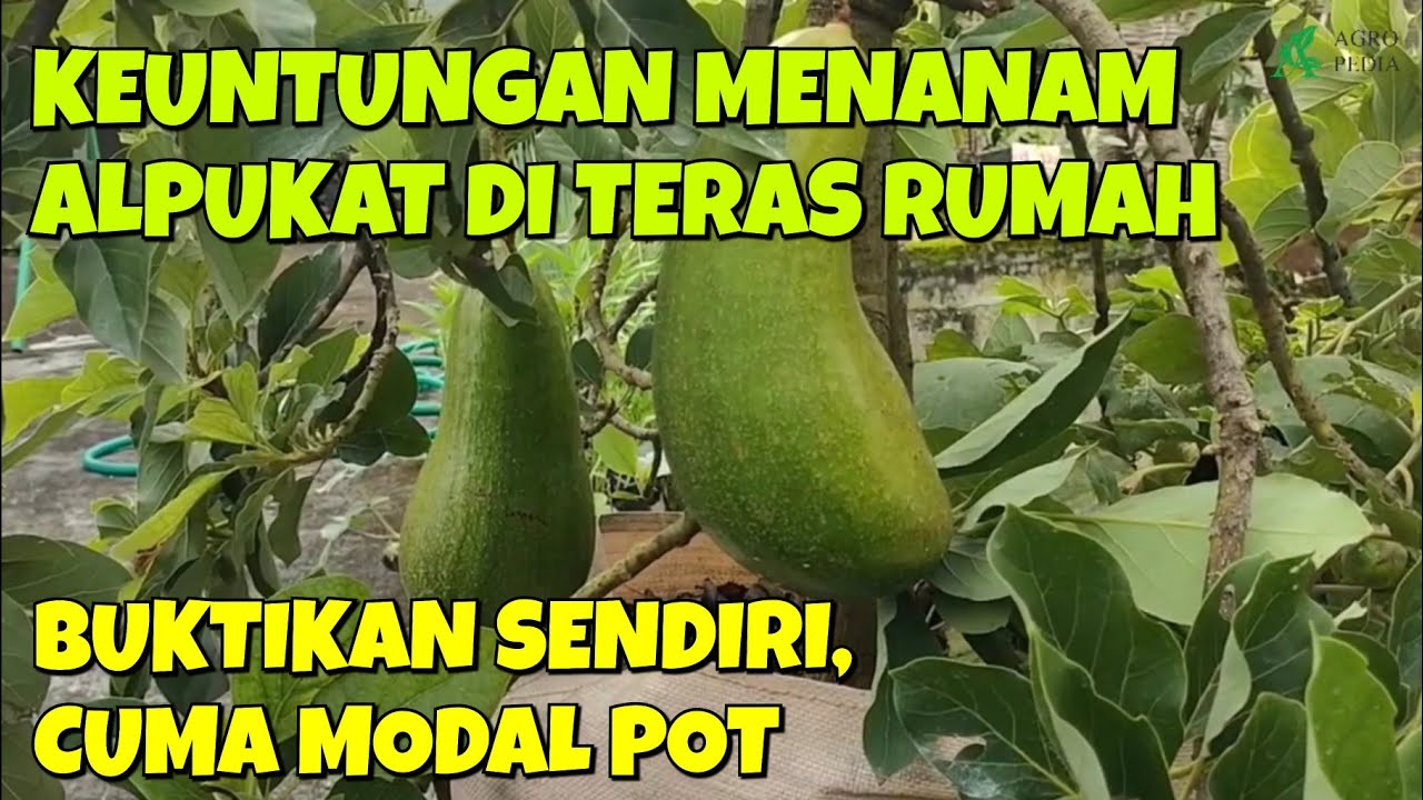 BUKTIKAN SENDIRI! KEUNTUNGAN MENANAM ALPUKAT DI TERAS RUMAH, CUMA MODAL POT!