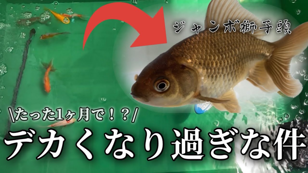 【衝撃】トロ舟80Lで稚魚を飼育したら成長がヤバすぎた‼︎