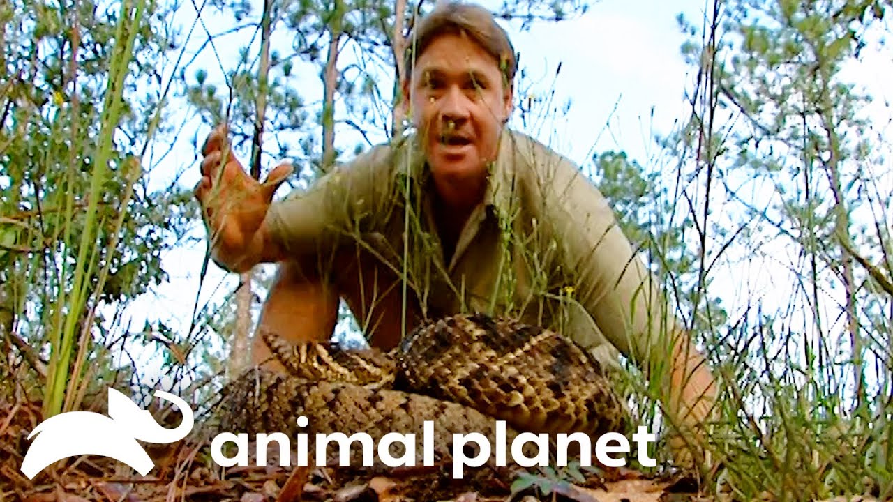Fearless Steve Irwin Saves a Wounded Bear from Certain Death | Crocodile Hunter | Animal Planet