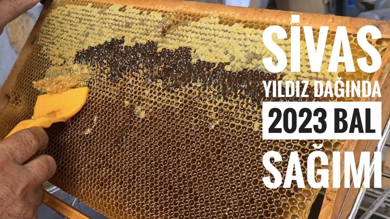 SİVAS YILDIZ DAĞINDA 2023 BAL SAĞIMI  05554934065