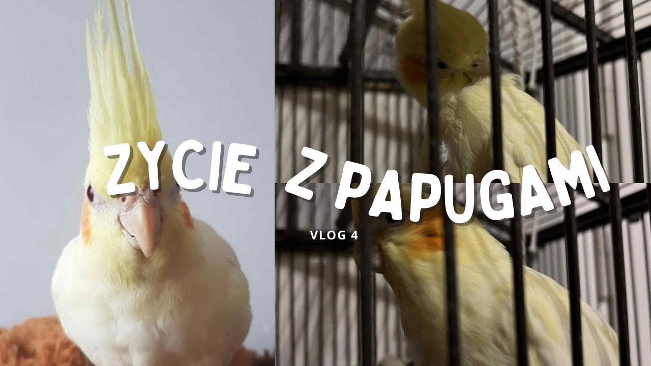 Papugi to naprawdę ekscytujące zwierzęta!