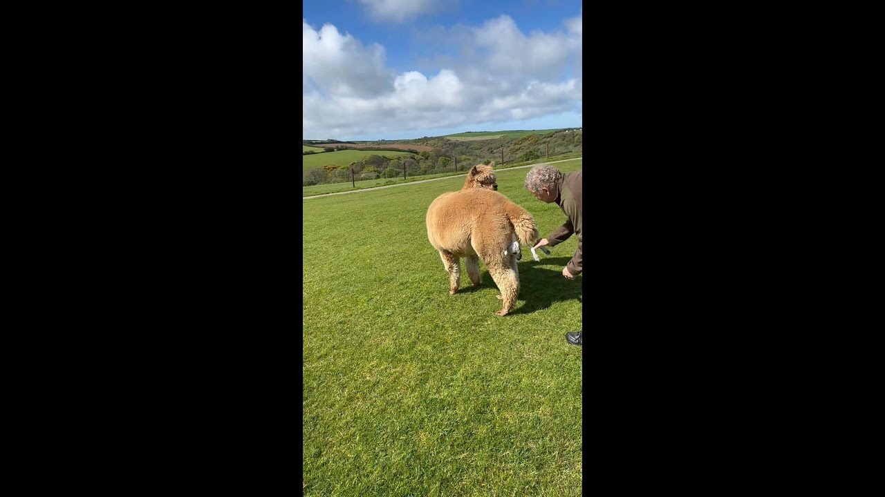 A cria is born