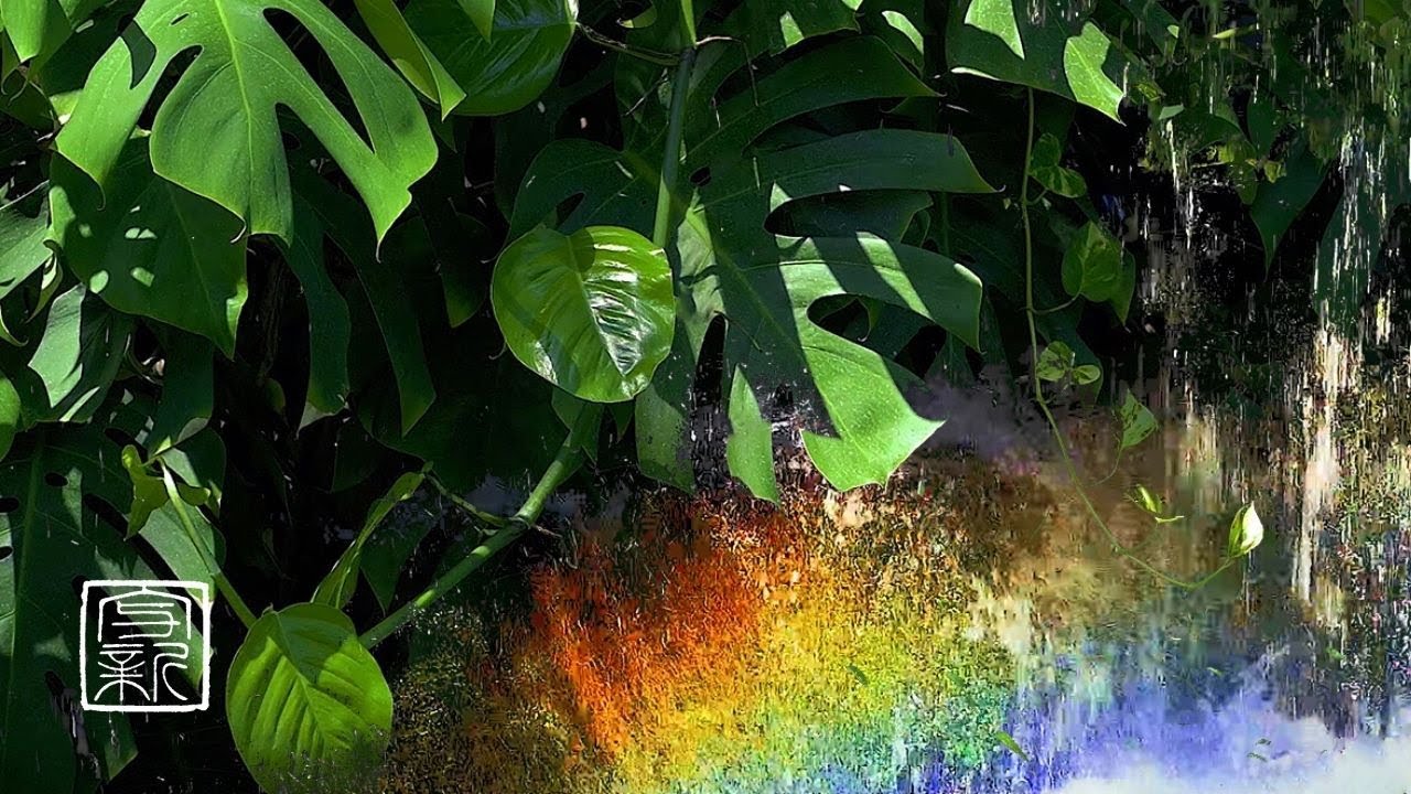Meditation Plant Music of Monstera Рекомендуем для йоги, лечебных салонов, залов ожидания клиник и т