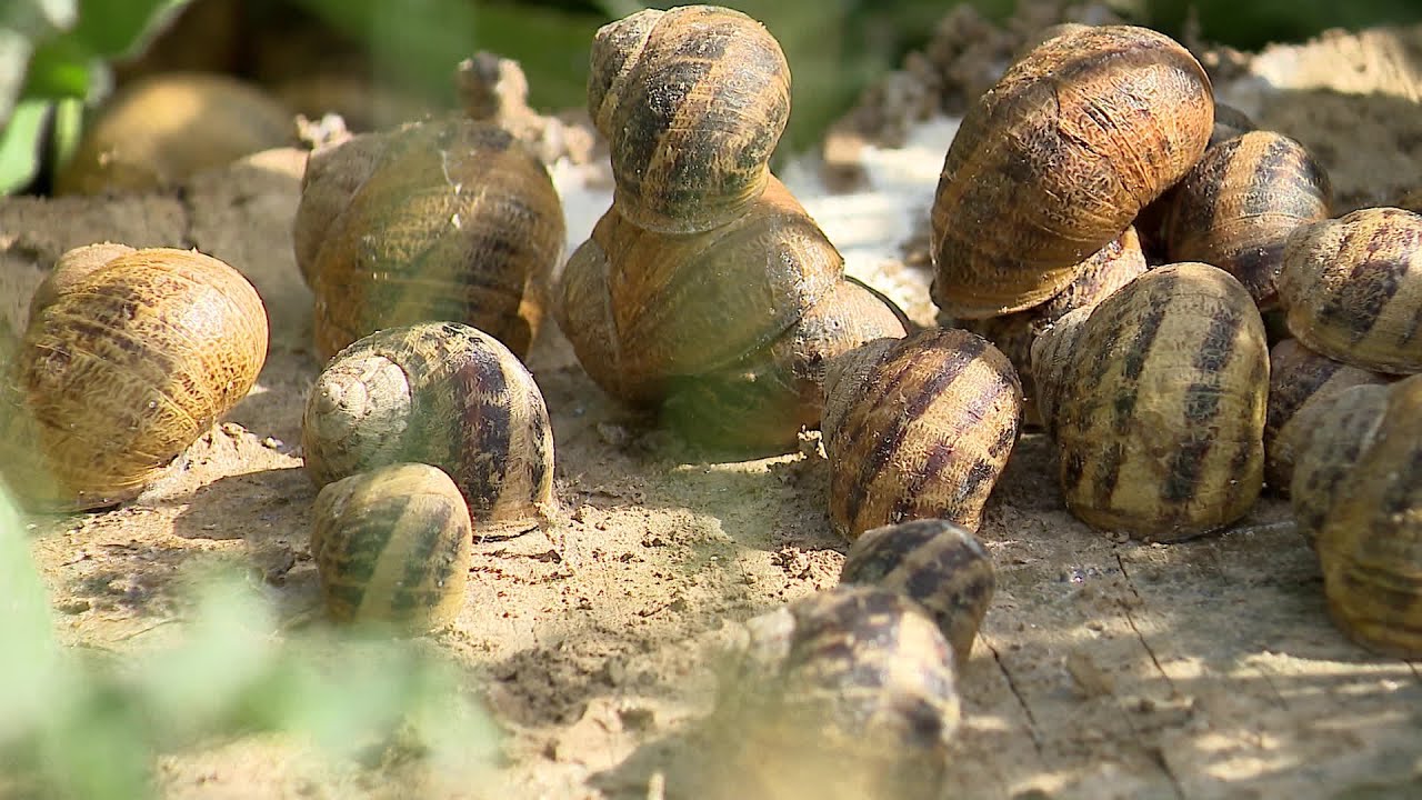 Canicule : les élevages de poules et d'escargots souffrent